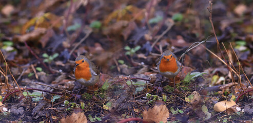 
A pair of robins in their natural habitat.