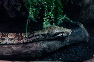 close up of a Boa constrictor