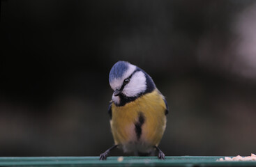 Fototapeta premium A small blue tit, with its head tilted to one side, sits on a feeder on a blurry dark background,