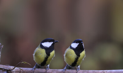 Naklejka premium Two big tits on a branch on a blurry background of indeterminate color