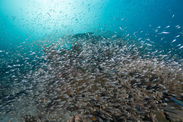 abundance of glass fish