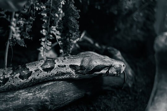 snake in a tree