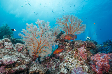 Fototapeta na wymiar The abundance in coral reefs