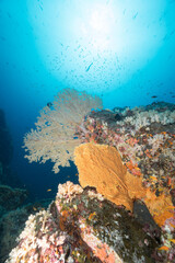 coral reef in the sea
