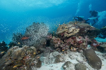 Fototapeta na wymiar diving activity on coral reef