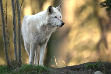 Foto op Plexiglas Beautiful gray wolf in a forest in Washington, USA © Bioluminous/Wirestock