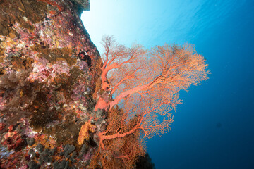 coral reef in the ocean