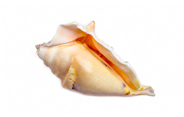 Top view of bright yellow seashell from the ocean isolated on white background close up.