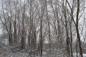 Winter forest landscape. Snow-covered trees in the winter forest. Winter trees backgrounded gray sky. Winter background for poster, calendar, post, screensaver, wallpaper, postcard, banner, cover