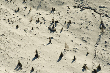 Alps - Snowy slope and coniferous trees