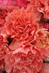 Orange carnation flower 