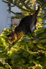 Cute cat sits inside the Christmas tree surrounded by LED garland, stuck or climbing on a new year tree. Xmas at home, pet concept. Defocused photo, motion blur