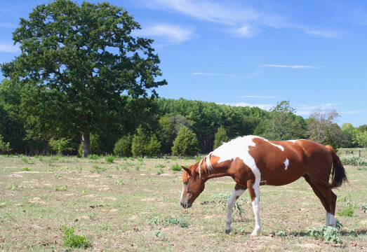 Brown and White Horse in Pasture located in Rural East Texas