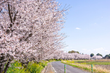 満開の桜と菜の花の道