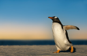 Fototapeta na wymiar Gentoo penguin walking on a sandy coast at sunset