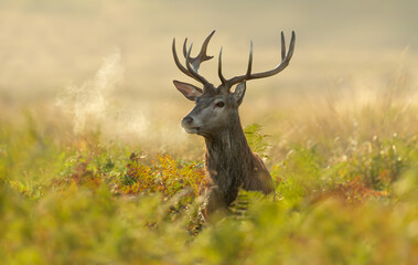 Close up of a young red deer stag at sunrise