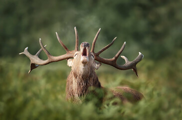 Red deer stag bellowing during rutting season in autumn