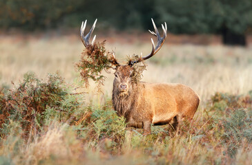 Red deer stag with bracken on antlers during rutting season in autumn