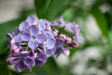 Obraz premium A close-up photo of a purple lilac flower in spring