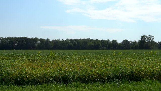 Green Bean Field with tree line and a farm in the background; full length view of a bean field in late summer with bright clear blue sky in late summer. 234
