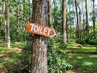 landscape of pine trees background with toilet sign