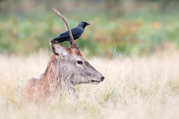 Close-up of a young red deer with a jackdaw sitting on its head
