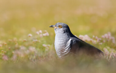 Close up of a Common Cuckoo in a meadow