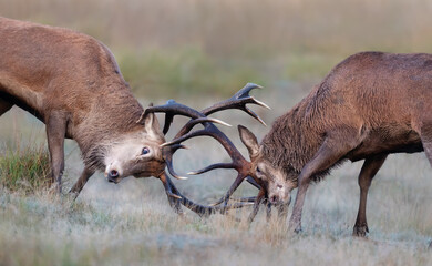 Red deer stags fighting during rutting season in autumn