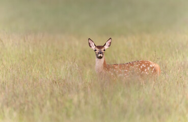 Red deer calf standing in a meadow in summer