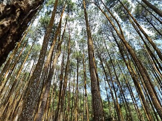 landscape of pine trees background