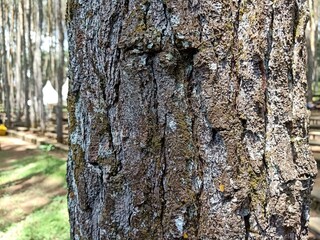 Obraz premium Background texture of tree bark.