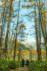 上高地　登山　カラマツの木