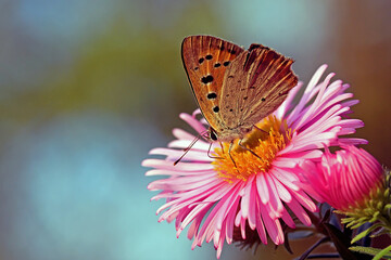 Lycaena phlaeas 