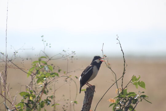 Starling is sitting on an up pole.