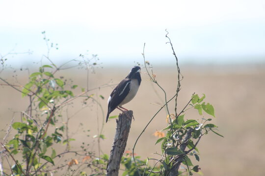Starling is sitting on an up pole.