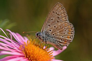Poliommatus icarus