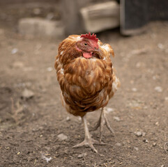 old sleepy ginger chicken has shrunk and stands on one leg. hen freezing concept