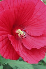 Bright red hibiscus flower 