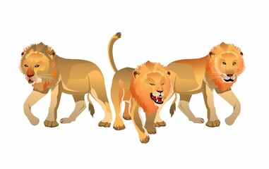 A group of lions isolated on white vector