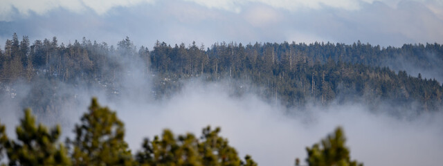 Amazing mystical rising fog forest trees landscape view in black forest ( Schwarzwald ) Germany...