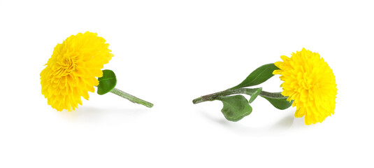 Marigolds are yellow, isolated on a white background