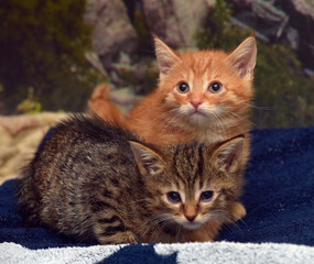 Fototapeta na wymiar two little kittens - brown and red