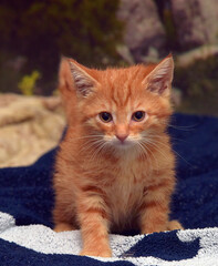 little ginger kitten on the couch