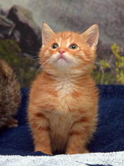 little ginger kitten on the couch