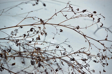 Epicles of last year's dry grass on a background of white snow