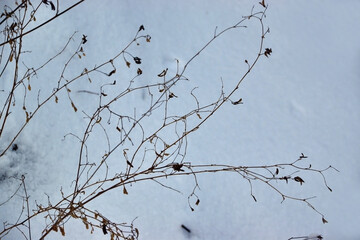 Epicles of last year's dry grass on a background of white snow