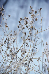 Epicles of last year's dry grass on a background of white snow