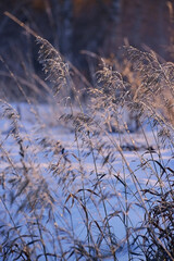 Dry grass covered with frost and lit by the setting sun