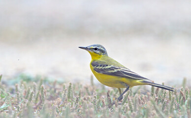 Western Yellow Wagtail - Motacilla flava, Crete