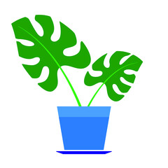 Indoor flowers in pots, vector drawing